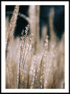 The Reeds No2 - Plakat - Plakatbar.no