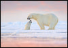 To isbjørner på Svalbard - Plakat - Plakatbar.no