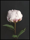 White Peony Poster - Plakatbar.no