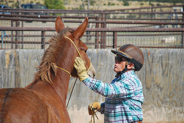 Steve Edwards Donkey