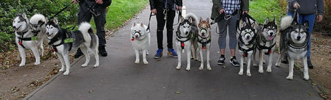 Husky dogs lead fasteners