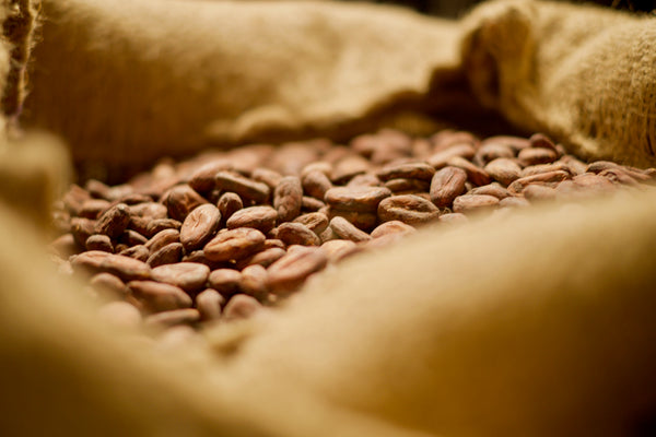 Inspecting the cacao upon arrival to Canada