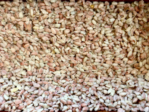 Inner cacao seeds and fruit are ready to begin fermentation