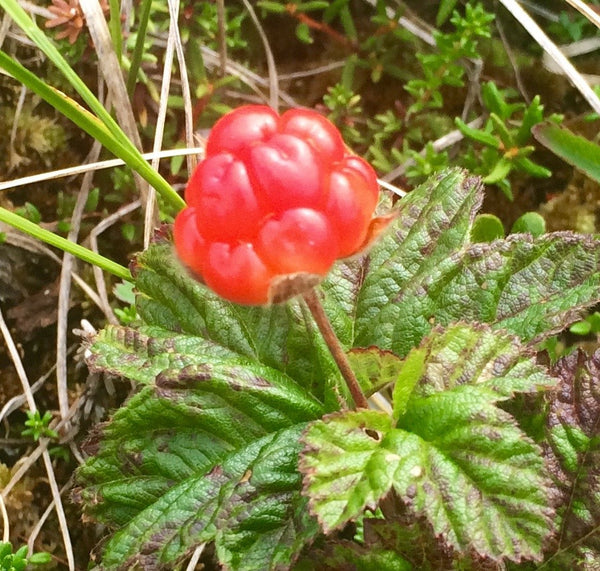 Featured image of post Steps to Make Cloudberries Alaska
