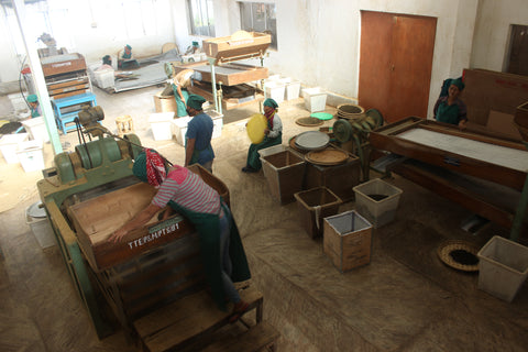 tea workers at temi tea garden