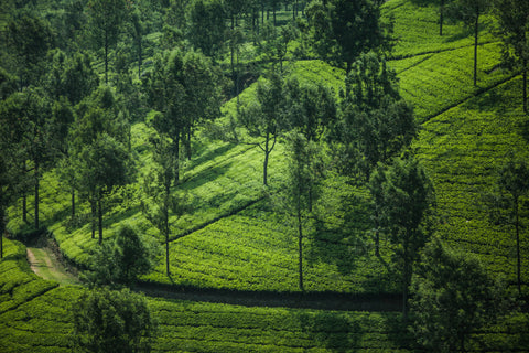 Tea fields just outside Coonoor, India, in the Nilgiri Hills
