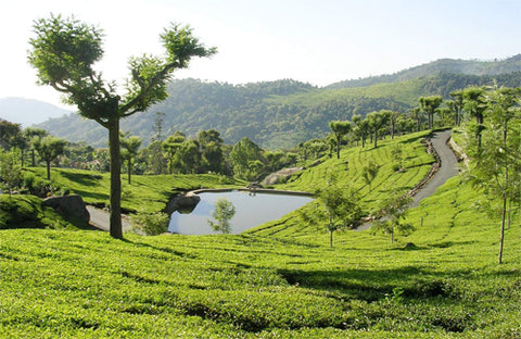 Rolling hills of Nilgiri in Southern India