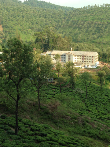 Iyerpadi tea estate southern India