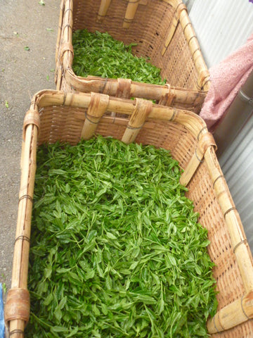 Freshly picked tea leaves coming to the factory