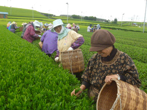 Otsuka Japanese tea fields and tea workers.
