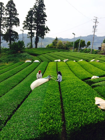 Otsuka green tea fields in Japan