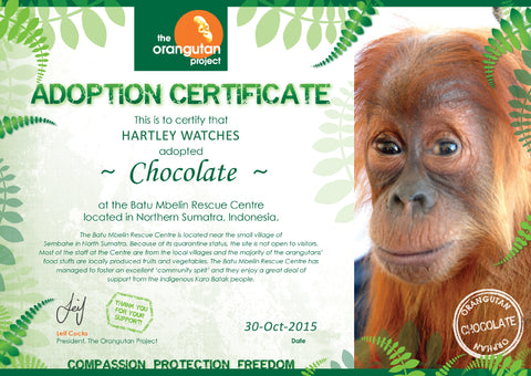 Chocolate Orangutan Hartley Watches Adoption