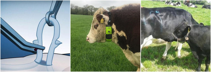 Using a Vasectomised Bull in breeding