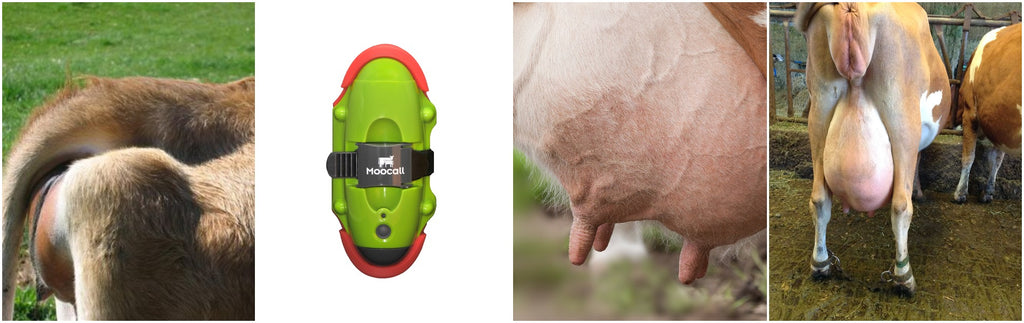 When to attach the Moocall Calving Sensor