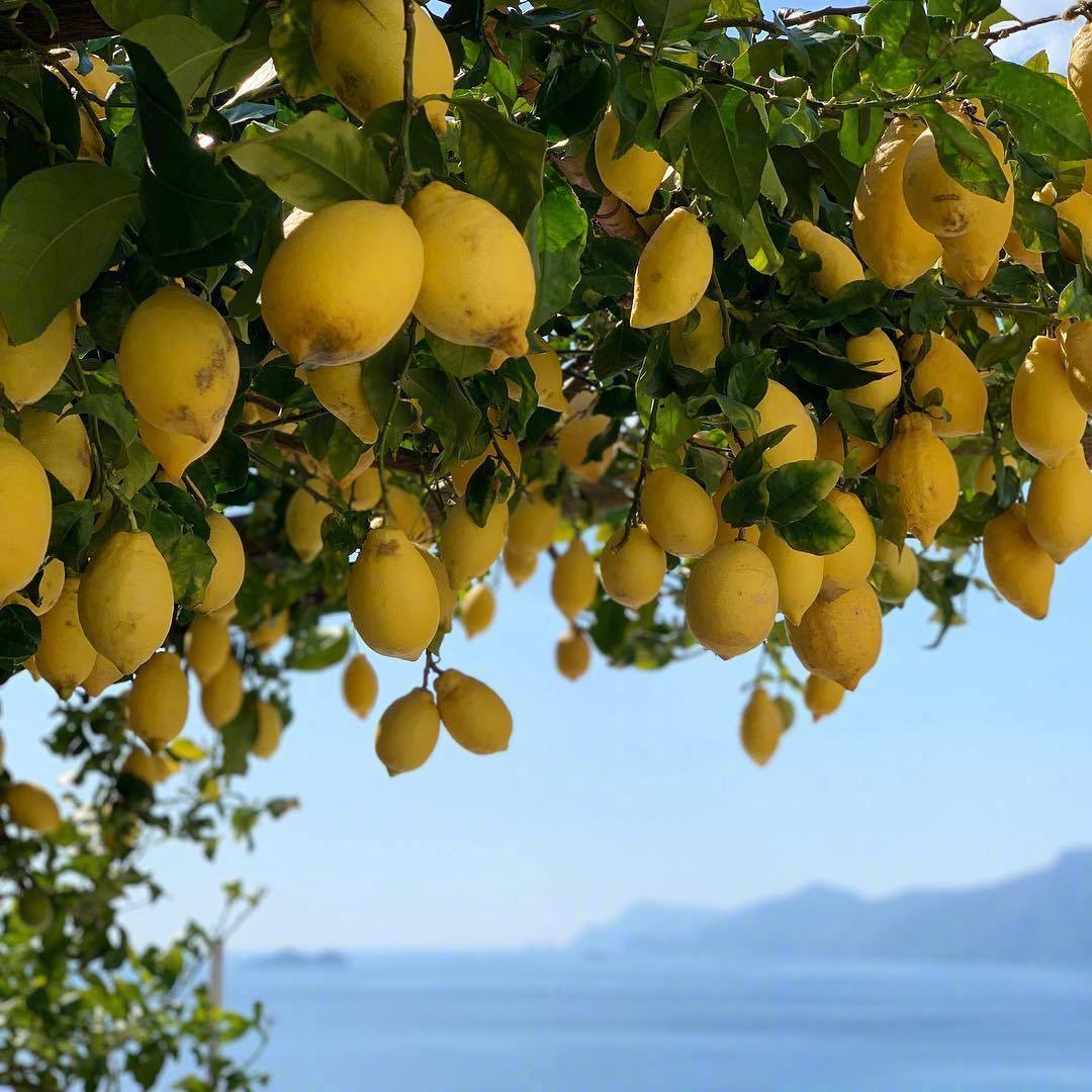 Lemon Olive Oil Tree