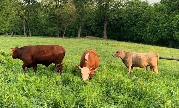 Evans Family Farm in Mt Ulla