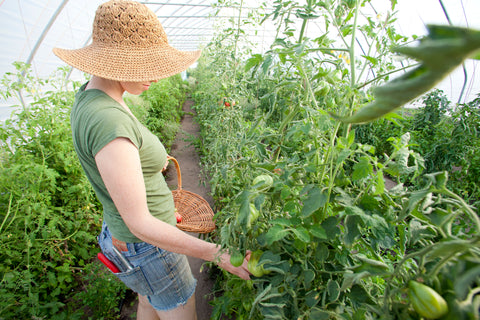 Heirloomista Farm