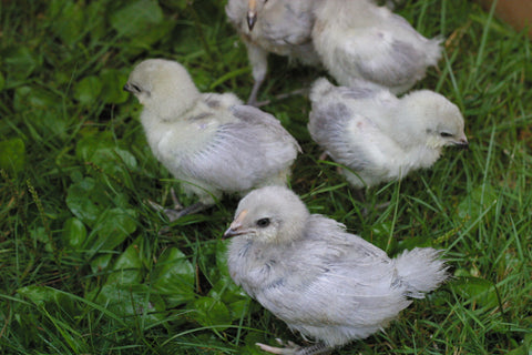 The Silver Fox Farm hatching egg business