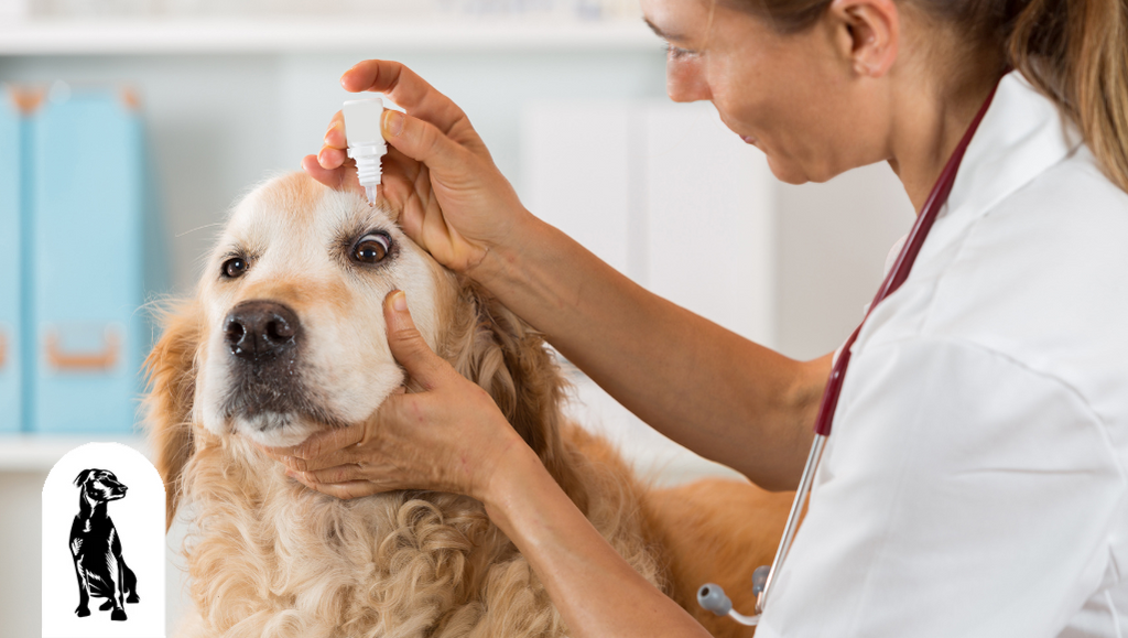 can you use visine allergy on dogs