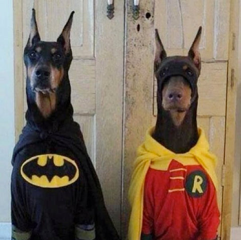 batman and robin dog Halloween costume