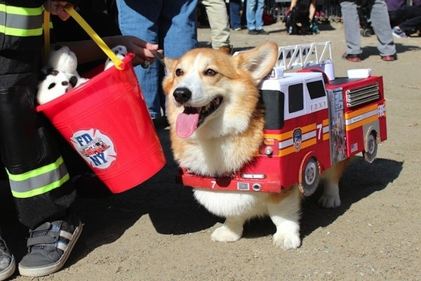 fire dog dog Halloween costume