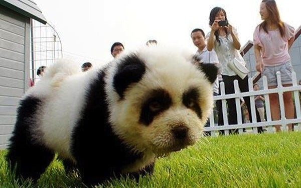 panda dog Halloween costume