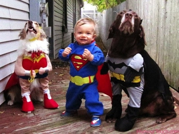 batman superman wonderwoman dog Halloween costume
