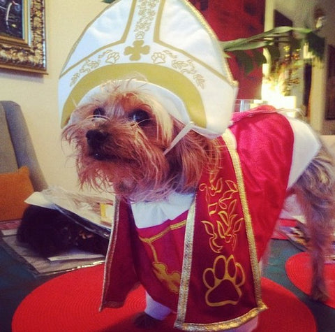 the pope dog Halloween costume