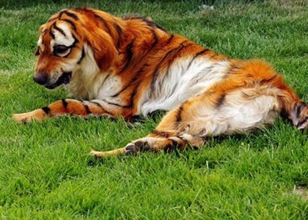 tiger dog Halloween costume