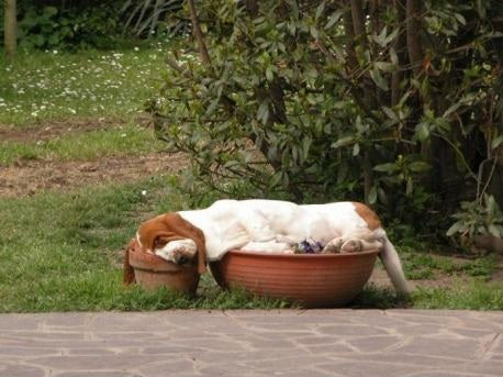 10 Dogs in their Cutest Sleeping Positions