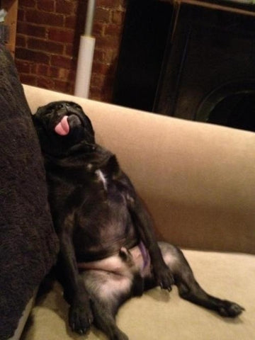 10 Dogs in their Cutest Sleeping Positions