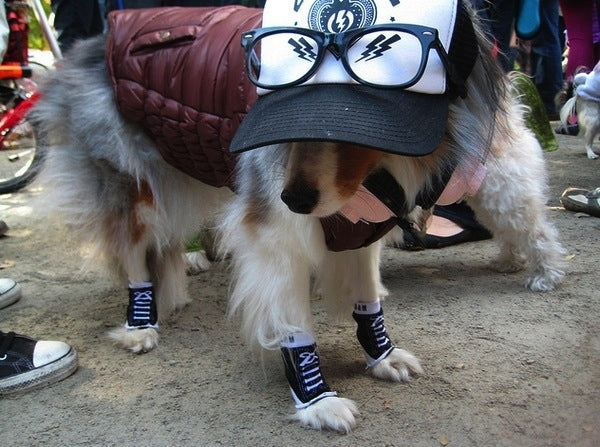 hipster dog Halloween costume
