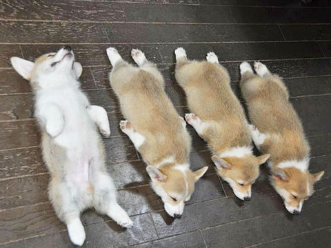 10 Dogs in their Cutest Sleeping Positions