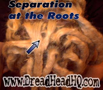 separated dreadlocks roots