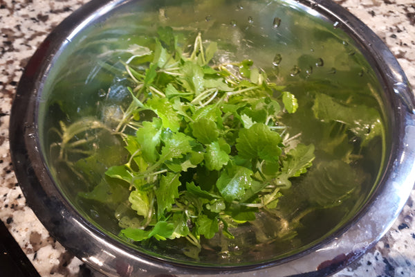 bowl of washed baby mustard greens