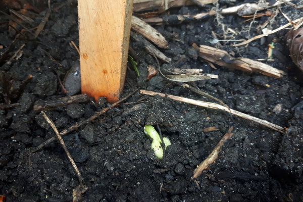 Sprouting pole bean
