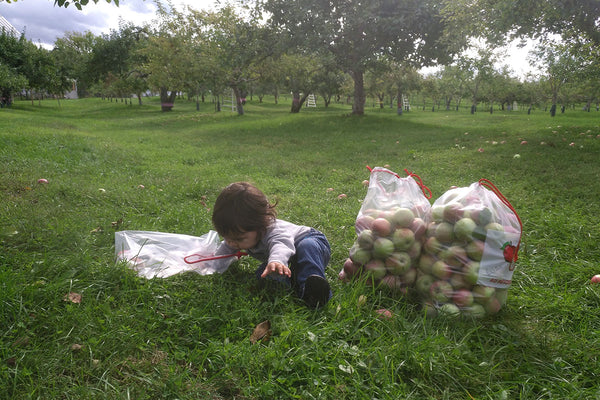 Apple picking