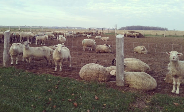 Sheep in yard at Circle R farm