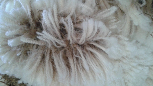 Fleece from Circle R farm