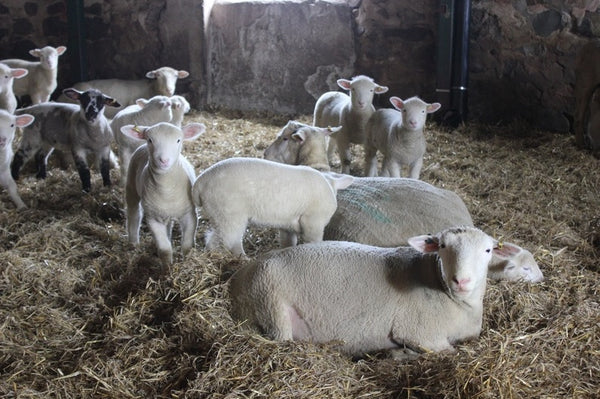 Sheep in barn at Circle R