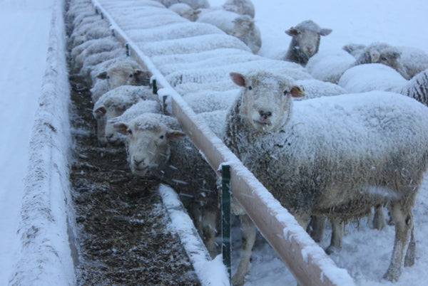 Sheep feeding at trough in winter