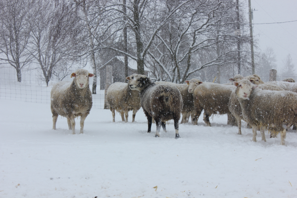 Sheep in winter at Circle R