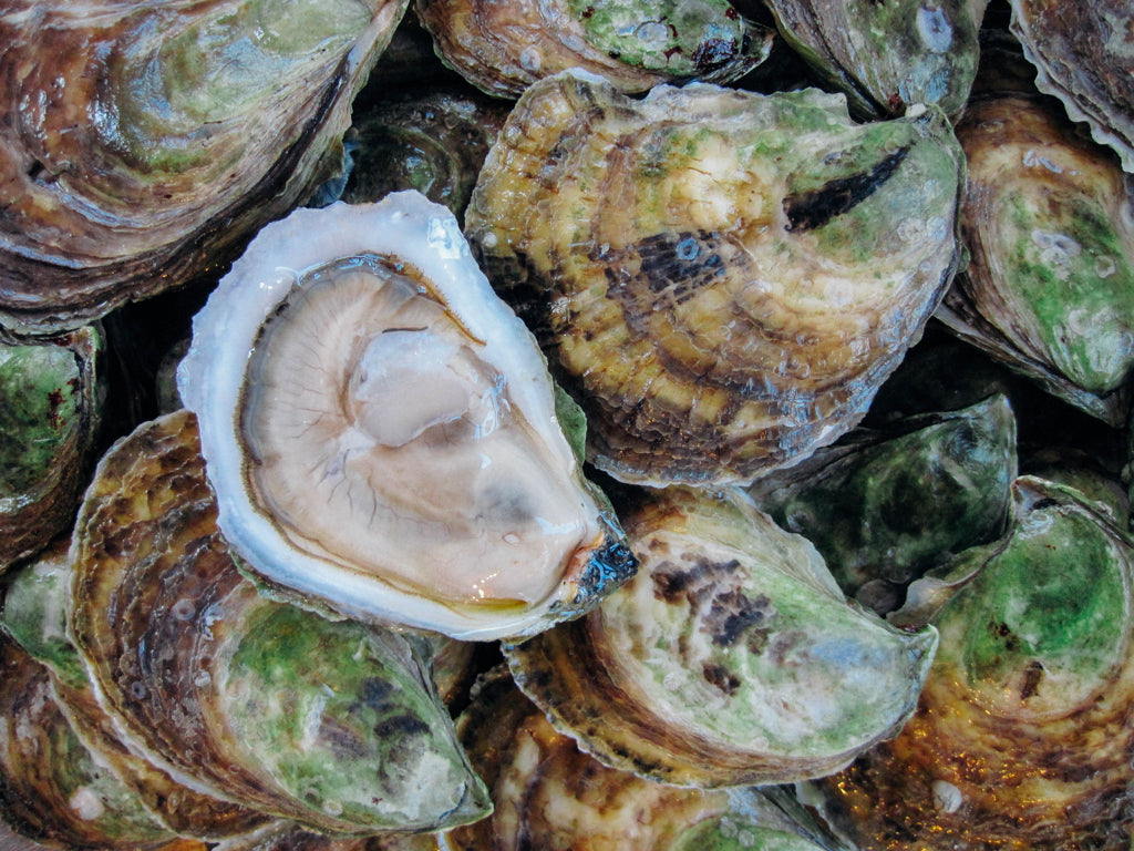 Glidden Point Oysters