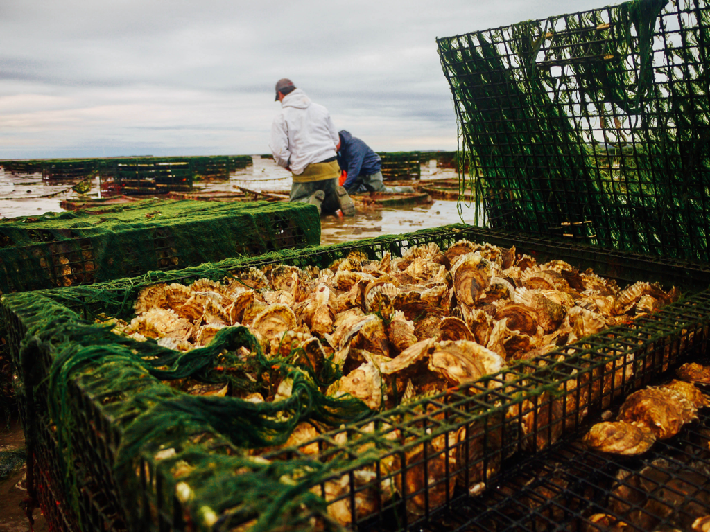 Island Creek Oysters