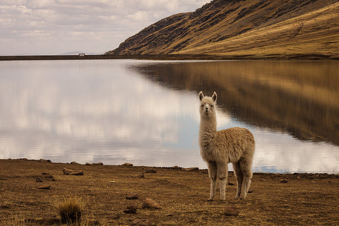 alpaca