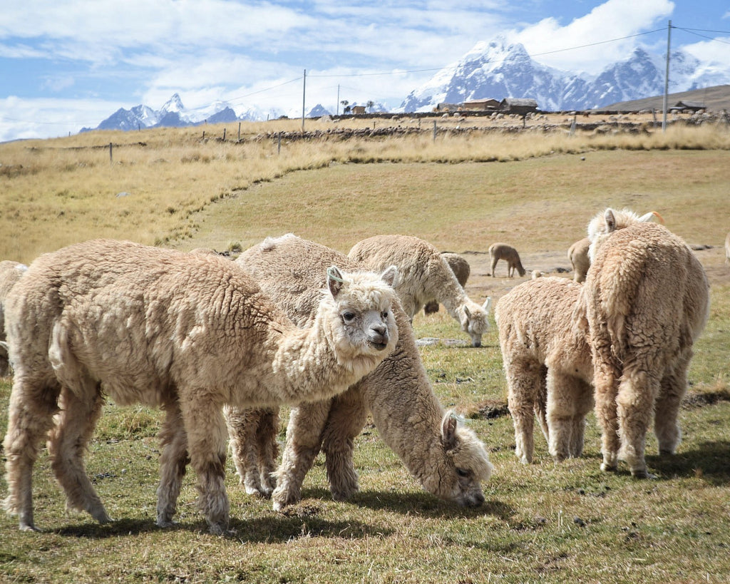 alpacas in Ausangate Peru