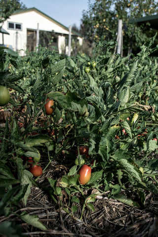 autumn tomato crop