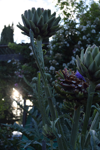 Local is Lovely Photography Pracshop Kimbri garden artichokes