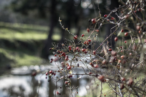 Rosehips growing on Nundle Creek