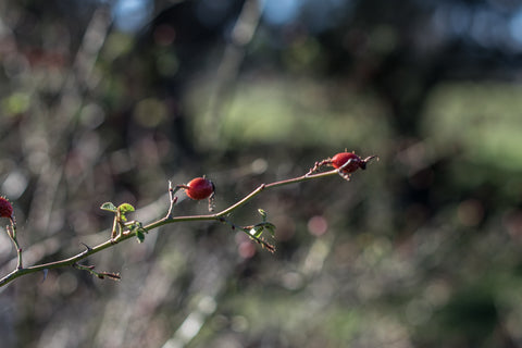 Rosehips for rosehip syrup